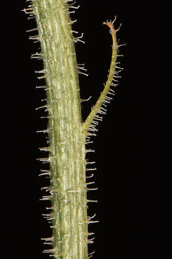 Leontodon asperrimus  Leontodon asperrimus