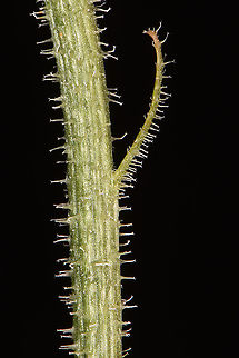 Leontodon asperrimus  Leontodon asperrimus