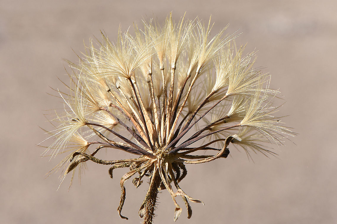 Leontodon asperrimus  Leontodon asperrimus