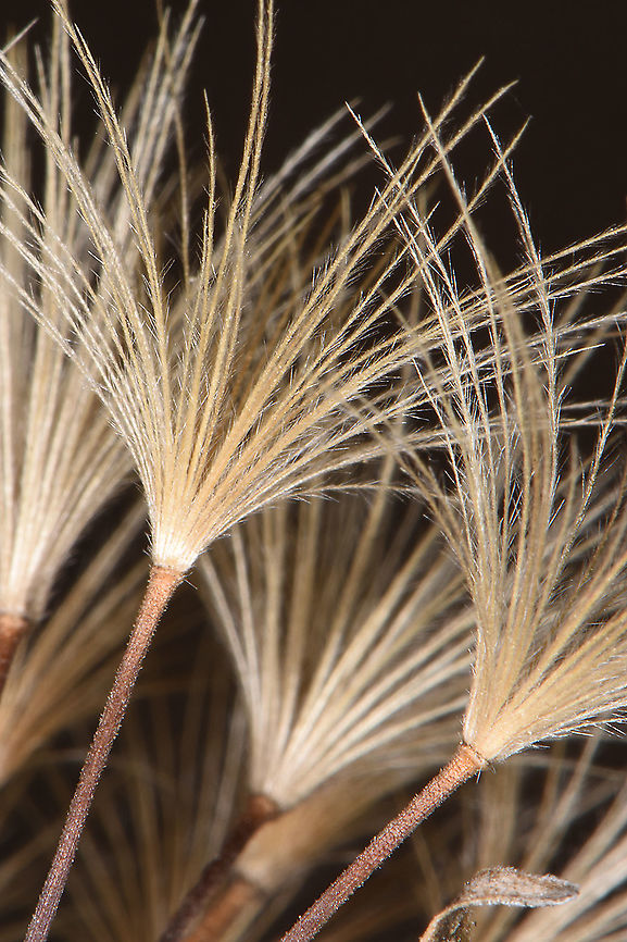 Leontodon asperrimus  Leontodon asperrimus