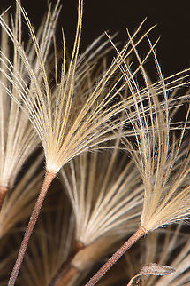 Leontodon asperrimus  Leontodon asperrimus