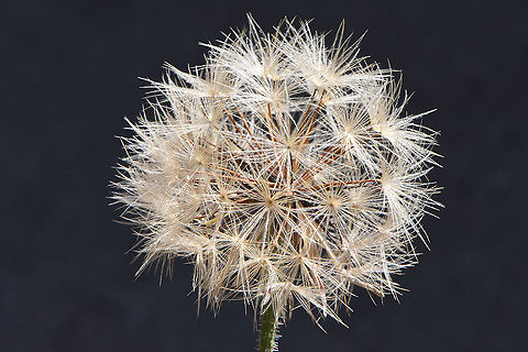 Leontodon asperrimus  Leontodon asperrimus