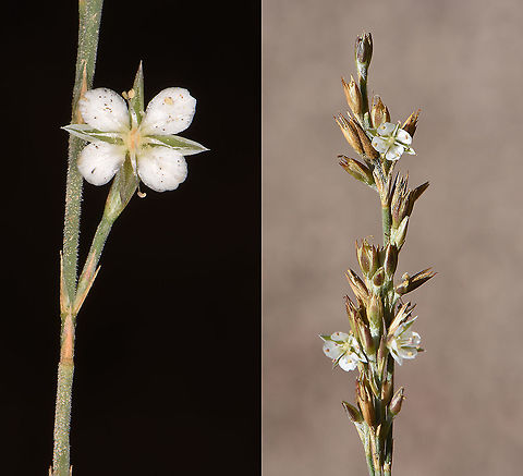 Bufonia ramonensis  Bufonia ramonensis