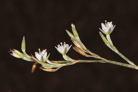 Bufonia ramonensis  Bufonia ramonensis