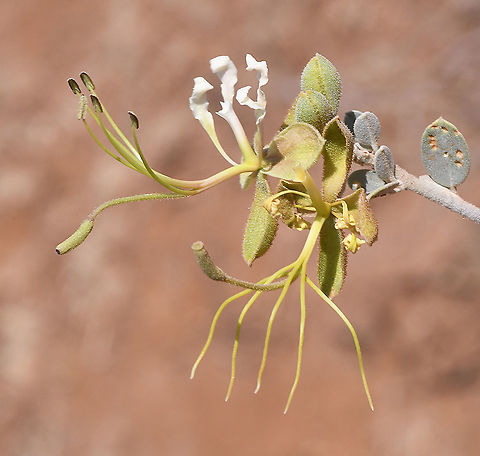 Cadaba farinosa  Cadaba farinosa,Geotagged,Tanzania,Winter