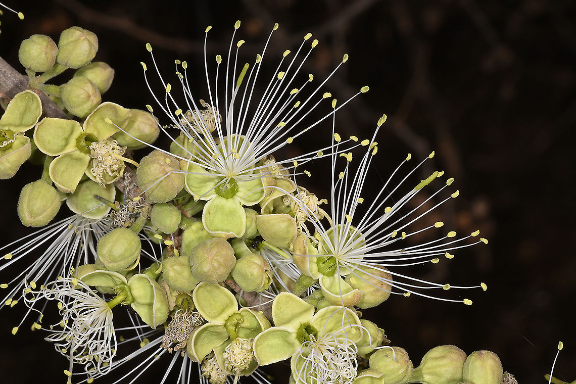 Maerua crassifolia  Geotagged,Maerua crassifolia,Tanzania,Winter