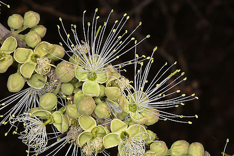 Maerua crassifolia  Geotagged,Maerua crassifolia,Tanzania,Winter