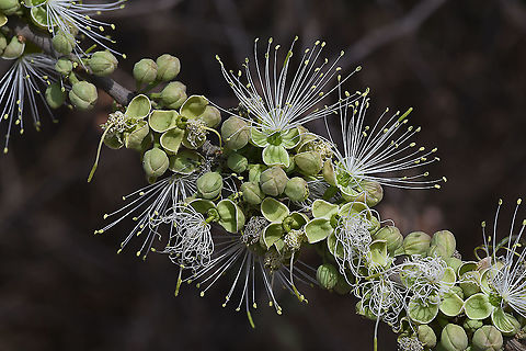 Maerua crassifolia  Geotagged,Maerua crassifolia,Tanzania,Winter