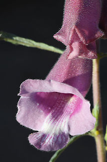 Sesamum angustifolium  Geotagged,Sesamum angustifolium,Tanzania,Winter