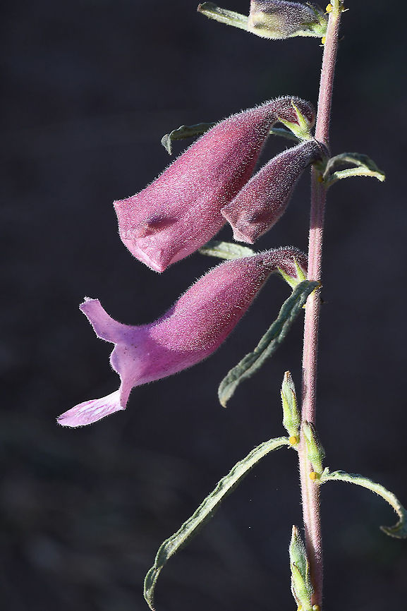 Sesamum angustifolium  Geotagged,Sesamum angustifolium,Tanzania,Winter