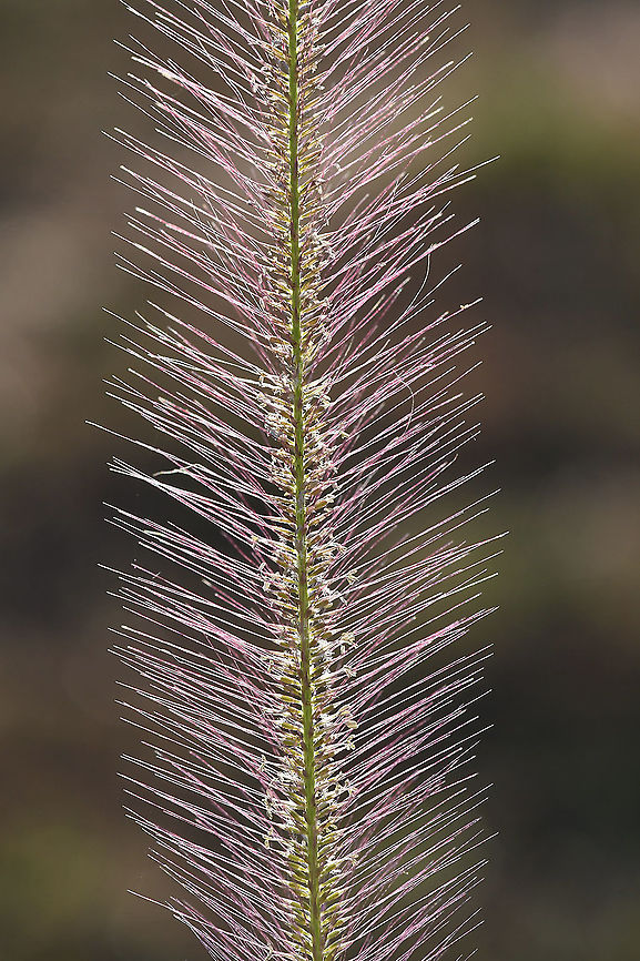 Perotis patens  Geotagged,Perotis patens,Tanzania,Winter