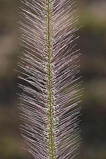 Perotis patens  Geotagged,Perotis patens,Tanzania,Winter