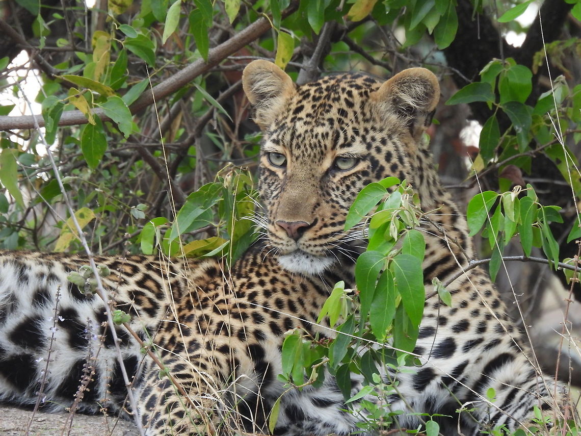 Panthera pardus  Geotagged,Leopard,Panthera pardus,Tanzania,Winter