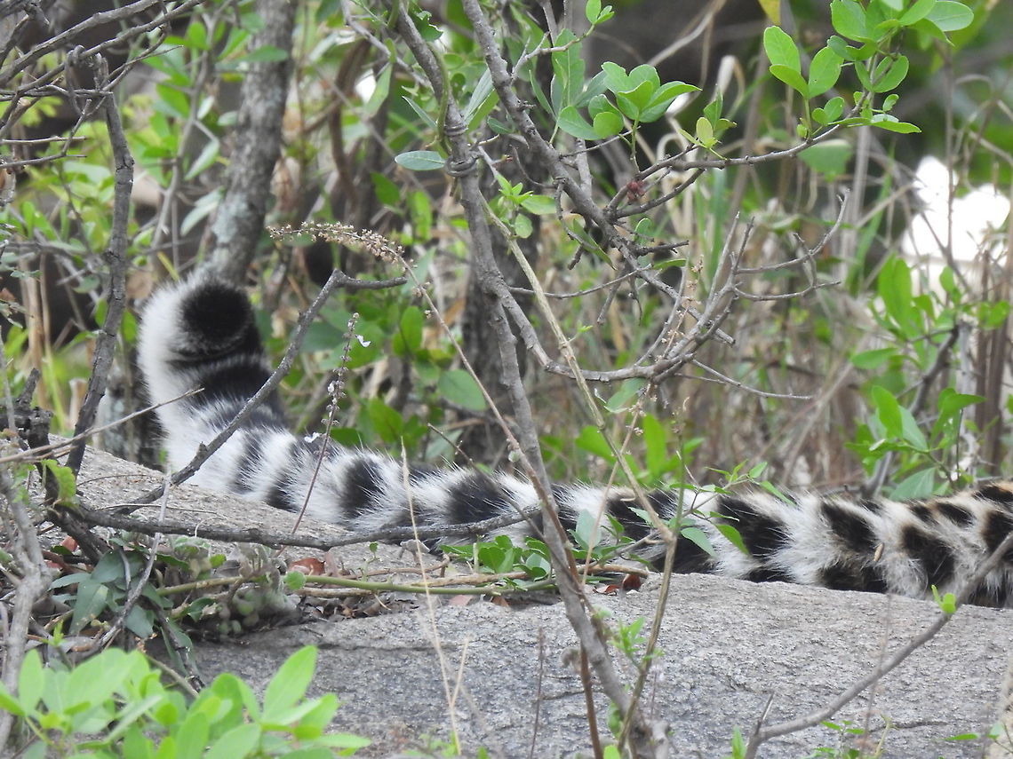 Panthera pardus  Geotagged,Leopard,Panthera pardus,Tanzania,Winter