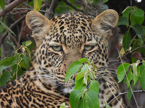 Panthera pardus  Geotagged,Leopard,Panthera pardus,Tanzania,Winter