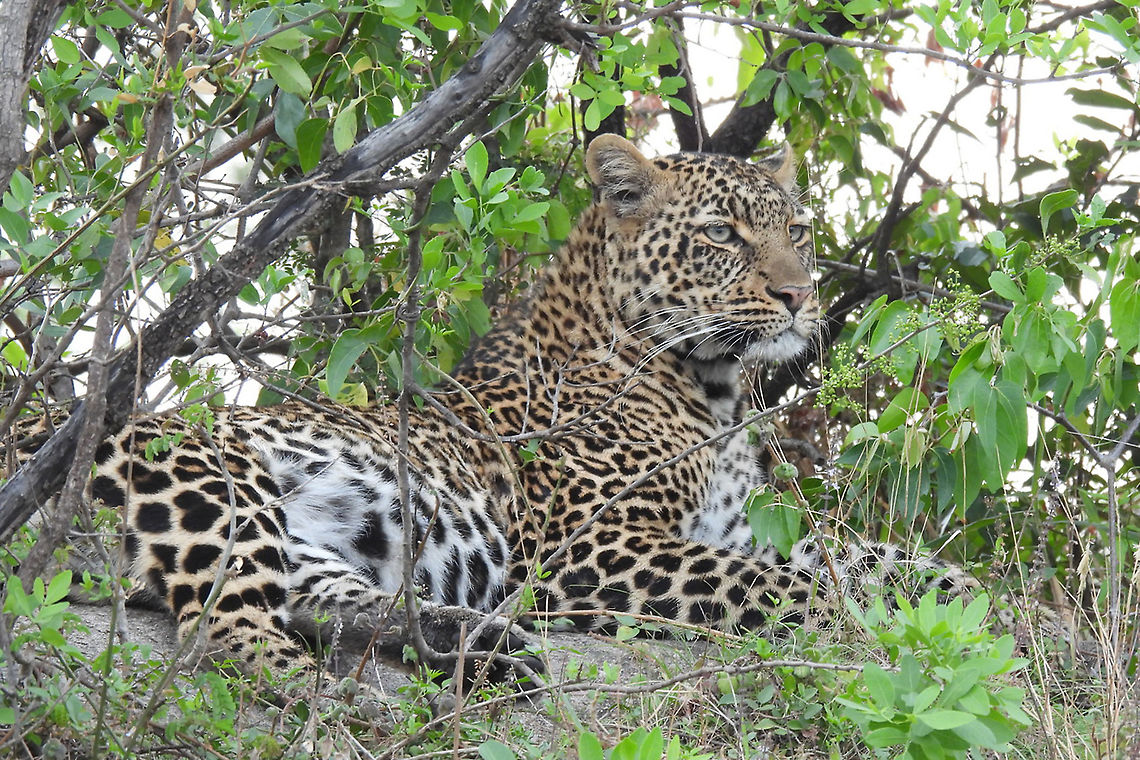 Panthera pardus  Geotagged,Leopard,Panthera pardus,Tanzania,Winter