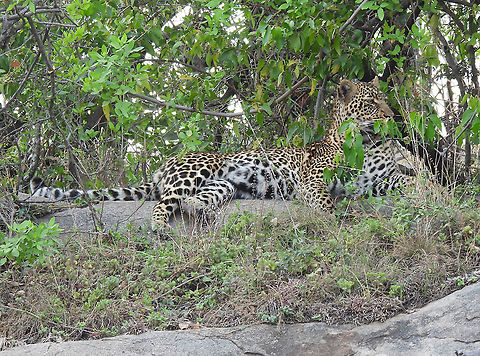 Panthera pardus  Geotagged,Leopard,Panthera pardus,Tanzania,Winter