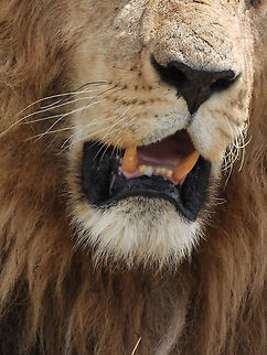 Panthera leo  Geotagged,Kenya,Lion,Panthera leo,Winter