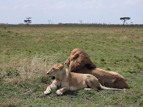 Panthera leo  Geotagged,Kenya,Lion,Panthera leo,Winter