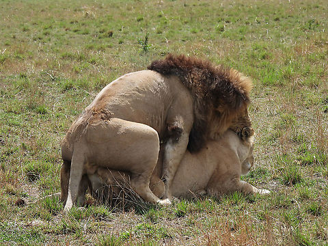 Panthera leo  Geotagged,Kenya,Lion,Panthera leo,Winter