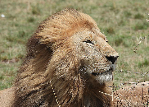 Panthera leo  Geotagged,Kenya,Lion,Panthera leo,Winter