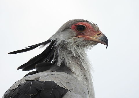 Sagittarius serpentarius  Geotagged,Sagittarius serpentarius,Secretary Bird,Tanzania,Winter