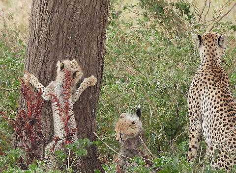 Acinonyx jubatus  Acinonyx jubatus,Cheetah,Geotagged,Tanzania,Winter