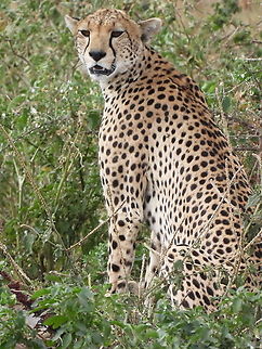 Acinonyx jubatus  Acinonyx jubatus,Cheetah,Geotagged,Tanzania,Winter