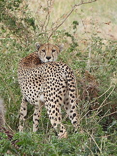 Acinonyx jubatus  Acinonyx jubatus,Cheetah,Geotagged,Tanzania,Winter