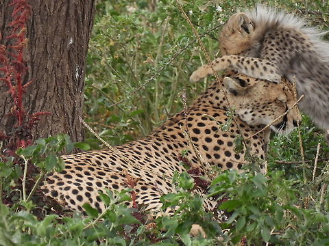 Acinonyx jubatus  Acinonyx jubatus,Cheetah,Geotagged,Tanzania,Winter