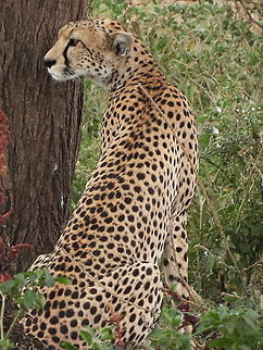 Acinonyx jubatus  Acinonyx jubatus,Cheetah,Geotagged,Tanzania,Winter