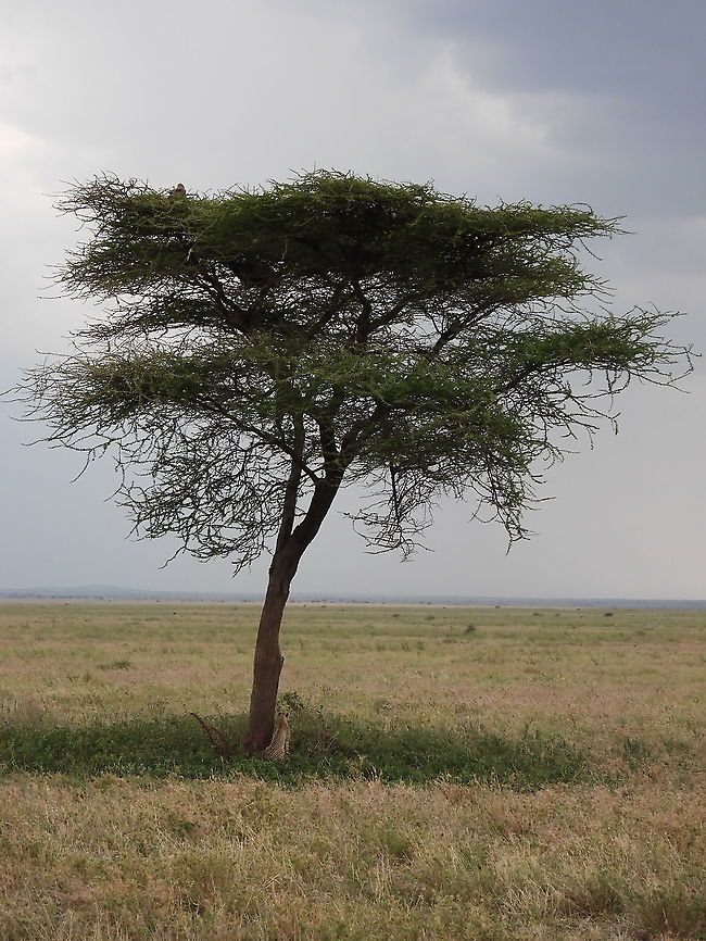 Acinonyx jubatus  Acinonyx jubatus,Cheetah