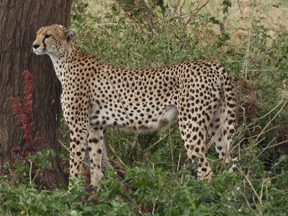 Acinonyx jubatus  Acinonyx jubatus,Cheetah,Geotagged,Tanzania,Winter