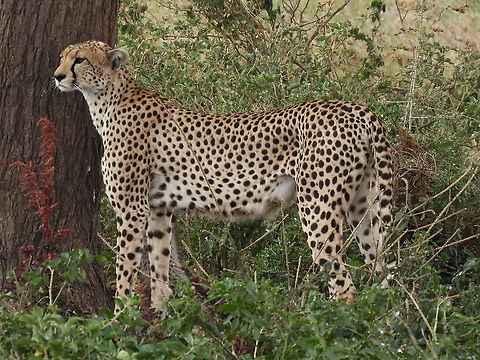 Acinonyx jubatus  Acinonyx jubatus,Cheetah,Geotagged,Tanzania,Winter