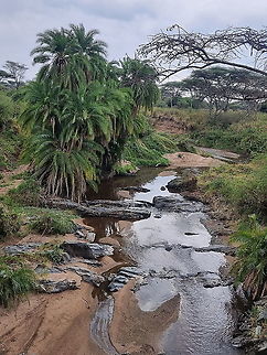 Phoenix reclinata  Geotagged,Phoenix reclinata,Reclining Date Palm,Tanzania,Winter