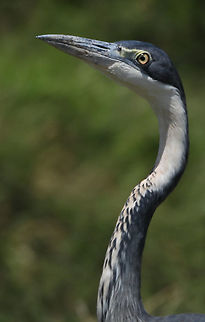 Ardea melanocephala  Ardea melanocephala,Black-headed Heron,Geotagged,Tanzania,Winter
