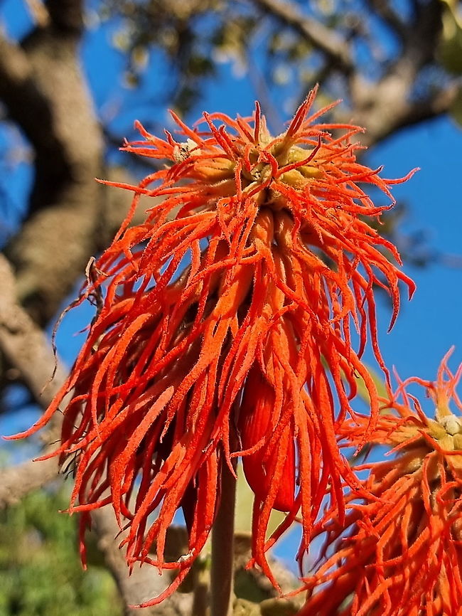 Erythrina abyssinica  Erythrina abyssinica,Geotagged,Tanzania,Winter