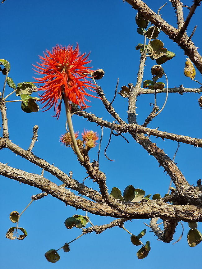 Erythrina abyssinica  Erythrina abyssinica,Geotagged,Tanzania,Winter