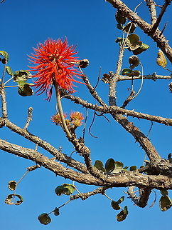 Erythrina abyssinica  Erythrina abyssinica,Geotagged,Tanzania,Winter