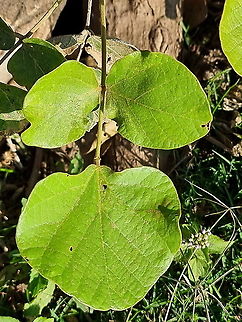 Erythrina abyssinica  Erythrina abyssinica,Geotagged,Tanzania,Winter