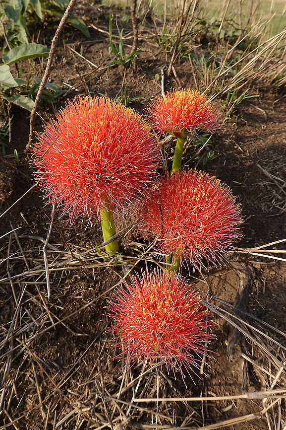 Scadoxus multiflorus  Blood flower,Geotagged,Scadoxus multiflorus,Tanzania,Winter