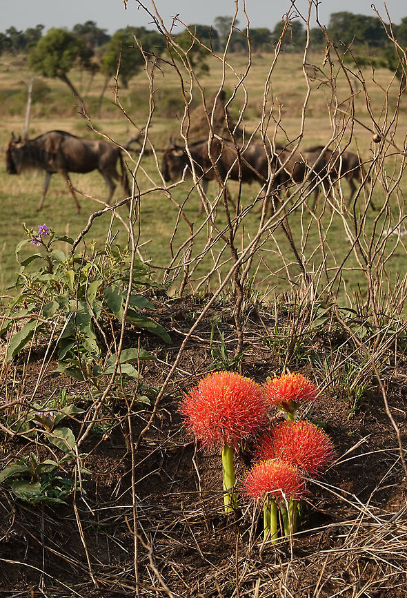 Scadoxus multiflorus  Blood flower,Geotagged,Scadoxus multiflorus,Tanzania,Winter