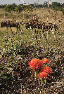 Scadoxus multiflorus  Blood flower,Geotagged,Scadoxus multiflorus,Tanzania,Winter