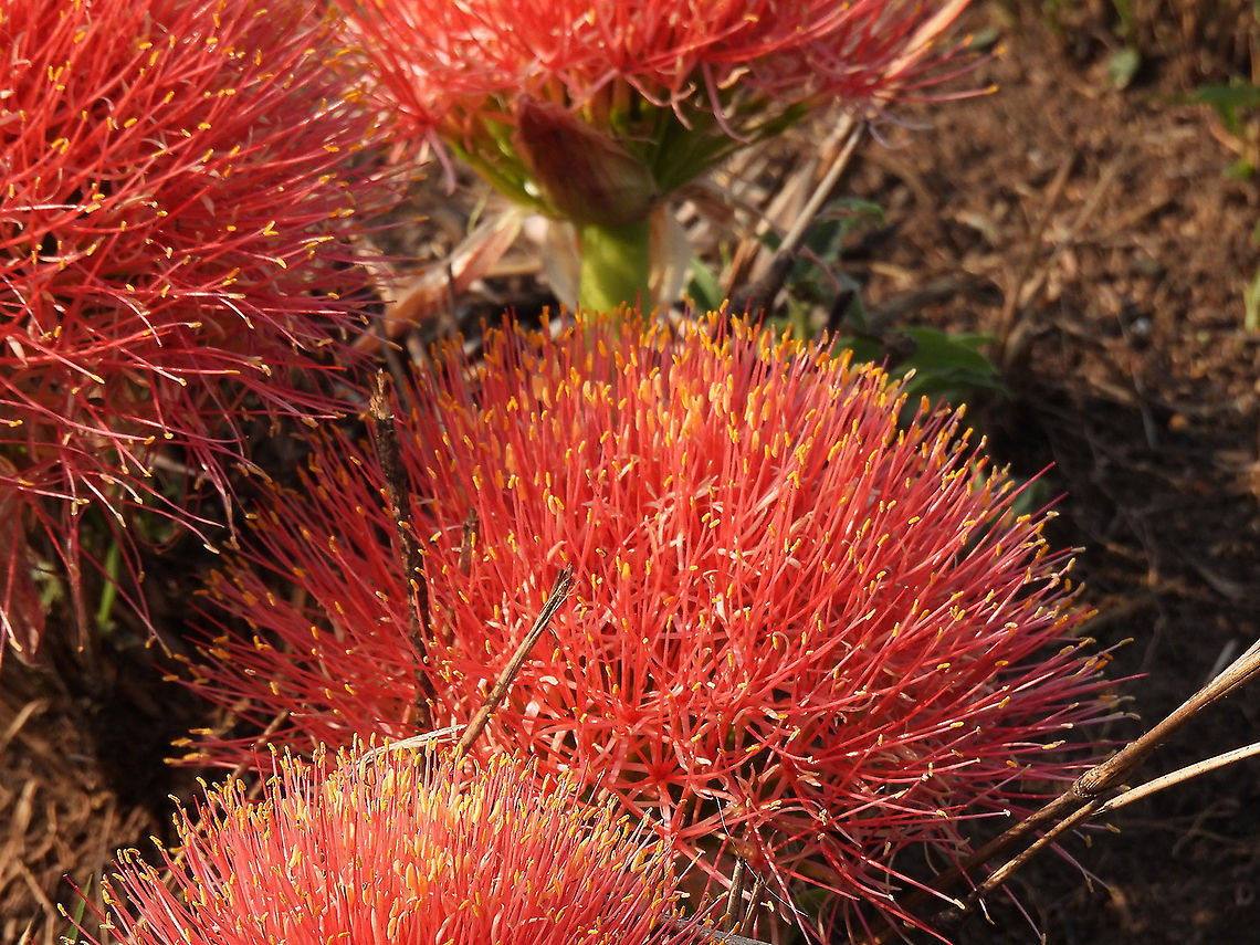 Scadoxus multiflorus  Blood flower,Geotagged,Scadoxus multiflorus,Tanzania,Winter