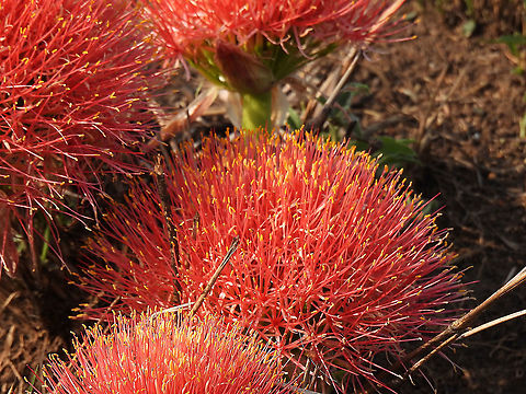 Scadoxus multiflorus  Blood flower,Geotagged,Scadoxus multiflorus,Tanzania,Winter