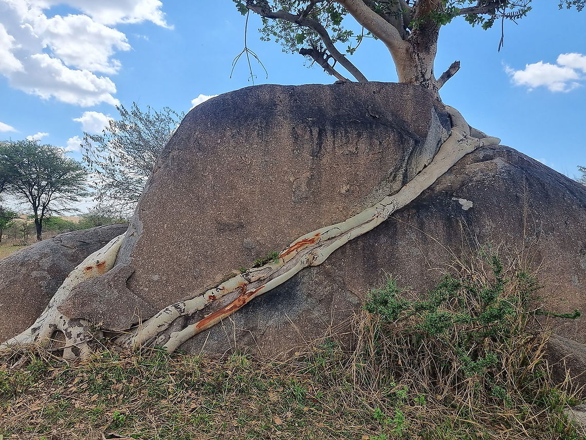 Ficus lutea  Ficus lutea,Geotagged,Giant-leaved fig,Tanzania,Winter