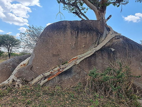 Ficus lutea  Ficus lutea,Geotagged,Giant-leaved fig,Tanzania,Winter