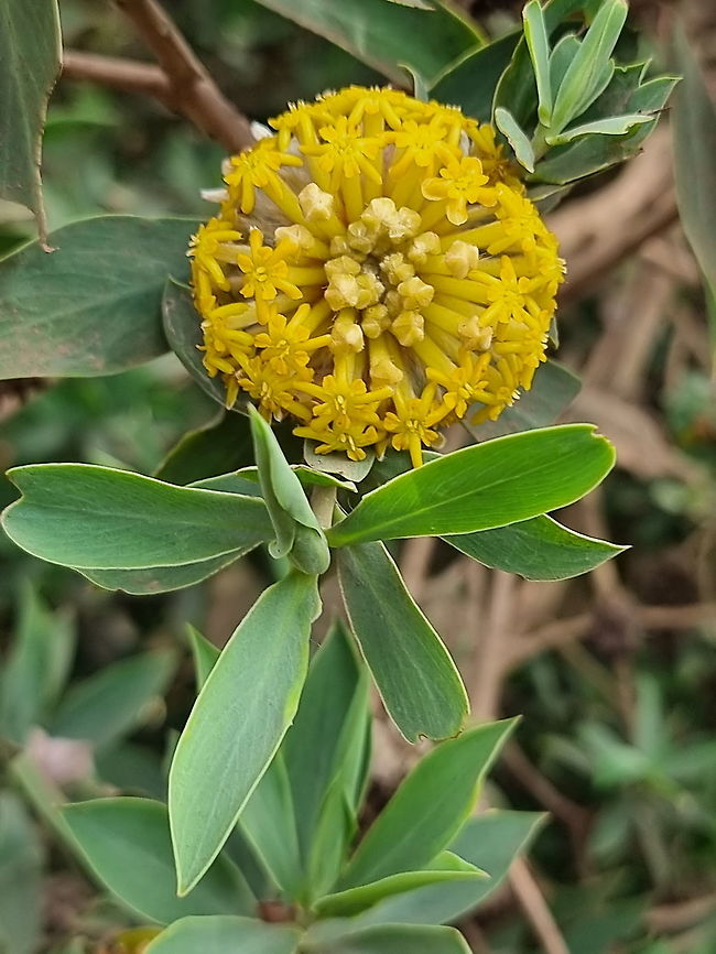 Lasiosiphon glaucus  Geotagged,Lasiosiphon glaucus,Tanzania,Winter