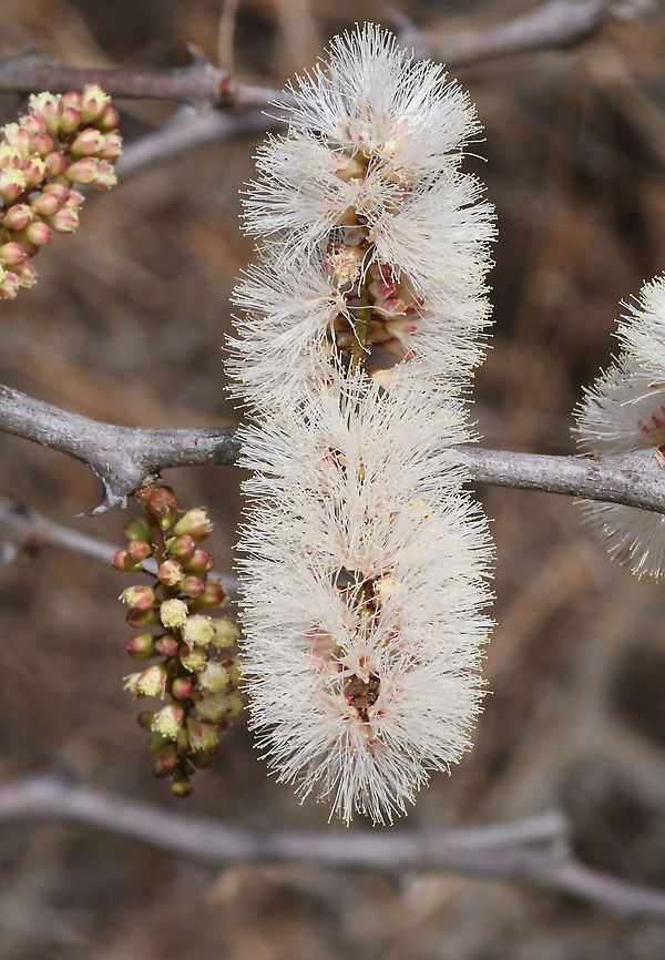 Senegalia mellifera, Tanzania  Geotagged,Senegalia mellifera,Tanzania,Winter