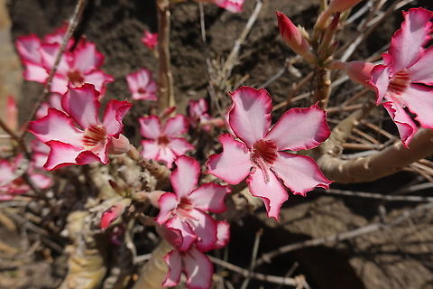 Adenium obesum ssp obesum  Adenium obesum,Desert rose,Geotagged,Tanzania,Winter